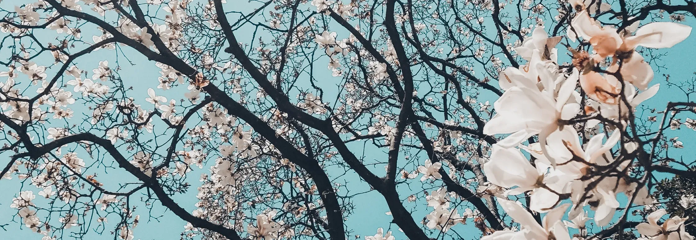 Cherry blossom flowering