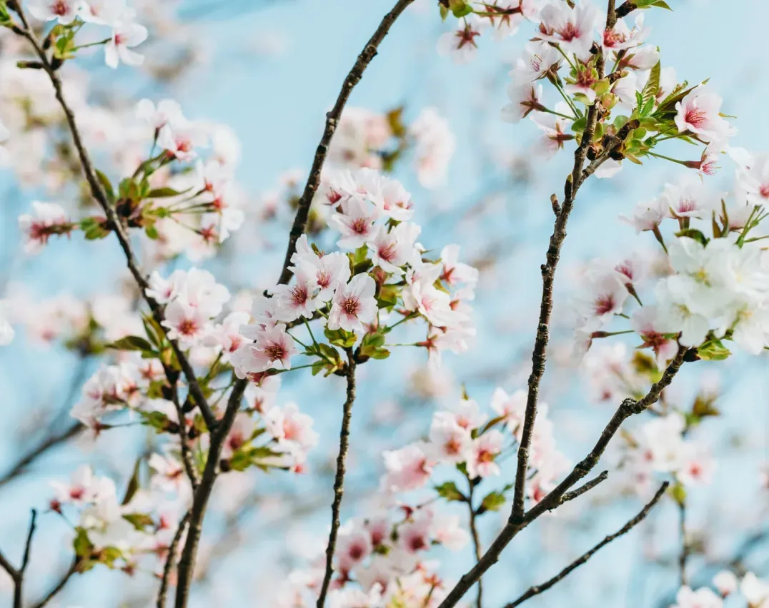 Cherry blossom flowering